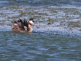 swem op ma se rug  On mothers back Crested Grebes : frieda